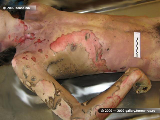 gallery_9_222_46237.jpg
