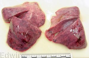 lung2.jpg