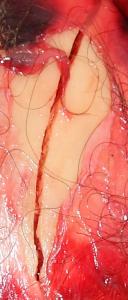 post-35-1269407667_thumb.jpg