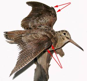 Waldschnepfe_fliegend.jpg