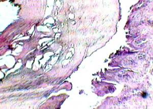 post-1666-1272535063_thumb.jpg