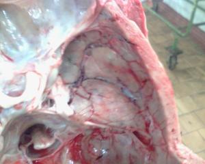 post-1575-1275930938_thumb.jpg