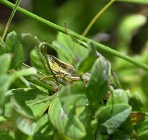 FOREST1.jpg