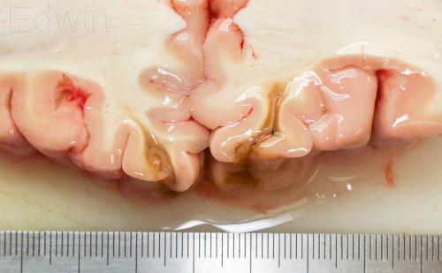 schizogyria-2.jpg