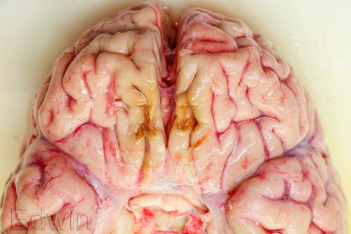 schizogyria-1.jpg