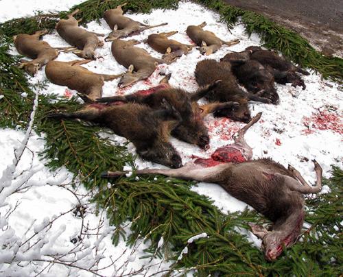 jagd15-1.jpg